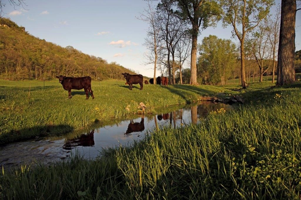 What Are The Environmental Benefits Of Grass Fed Beef?